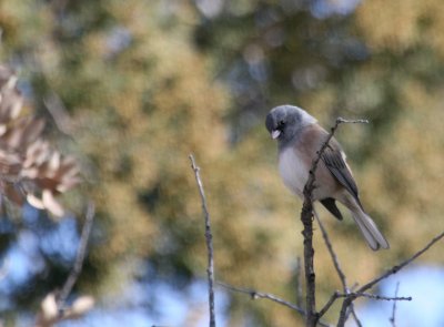 Pink-Sided Junco  McKittrick Canyon web img_2798.jpg