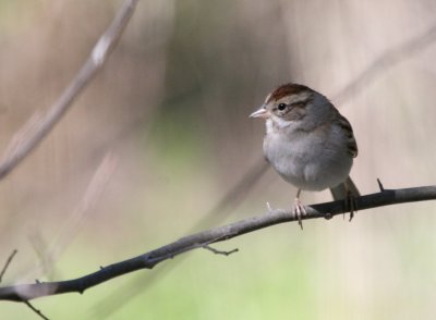 Chipping Sparrow mybkyd img_3049.jpg