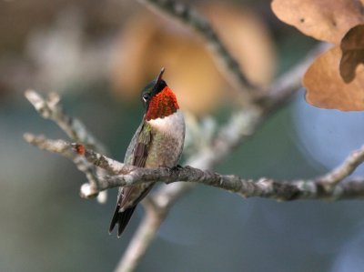 Ruby-throated Hummingbird  mybkyd img_8341.jpg