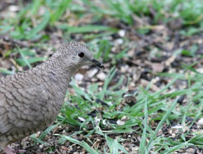 an Inca Dove  mybkyd img_3328.jpg