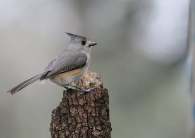 Blk-Crested Titmouse mybkyd img_3367.jpg