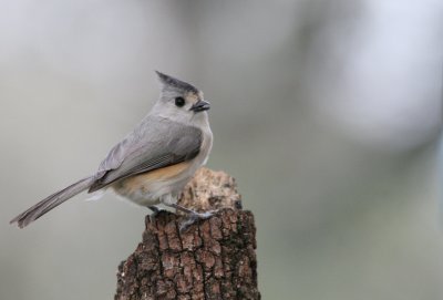 Blk-Crested Titmouse mybkyd img_3368.jpg