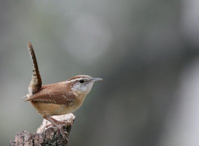 Carolina Wren mybkyd img_3311.jpg