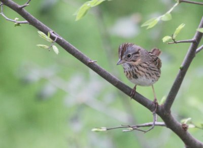 Lincolns Sparrow mybkyd brushpile img_3946.jpg