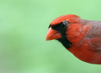 Northern Cardinal mybkyd a img_4032.jpg