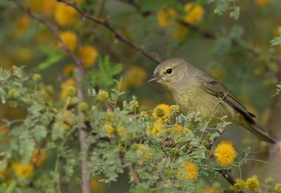 Orange-crowned Warbler BCB img_3839.jpg