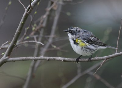 Yellow-Rumped Warbler mybkyd img_3392.jpg