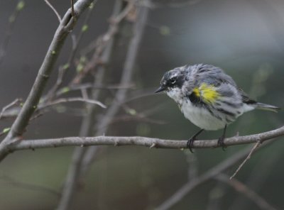 Yellow-Rumped Warbler mybkyd img_3395.jpg