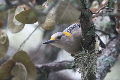 Golden-Fronted Woodpecker female  mybkyd c img_3289.jpg