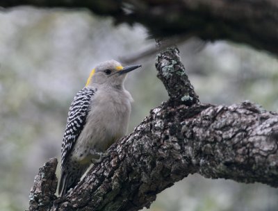 Golden-Fronted Woodpecker female  mybkyd img_3300.jpg