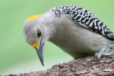 Golden-Fronted Woodpecker female  mybkyd img_4013.jpg
