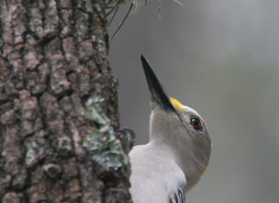 Golden-Fronted Woodpecker male  mybkyd a img_3330.jpg