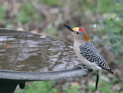 Golden-Fronted Woodpecker male  mybkyd img_3282.jpg