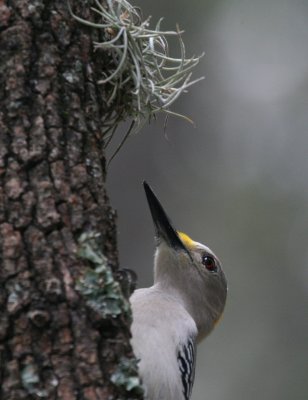 Golden-Fronted Woodpecker male  mybkyd img_3330.jpg