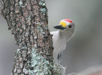 Golden-Fronted Woodpecker male  mybkyd img_3334.jpg