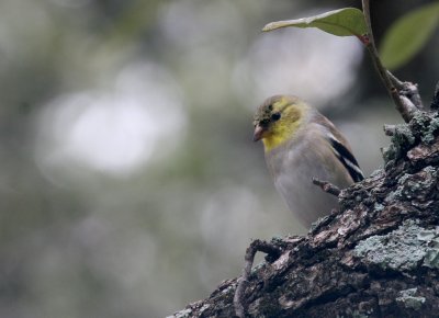 Am Goldfinch mybkyd img_327.jpg