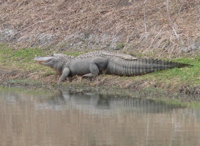 American Alligator Edwards Tank.JPG