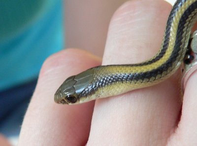 Baby Texas Patch-Nosed Snake  Castle Green Drive.JPG