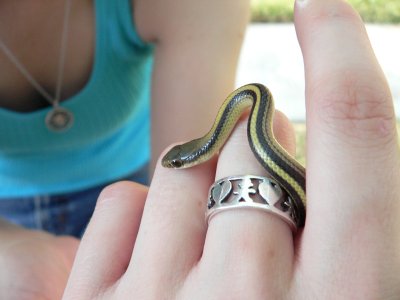 Baby Texas Patch-Nosed Snake Castle Green Drive 3.JPG