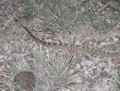 Black-Tailed Rattlesnake  Big-Bend hwy 118 towards Alpine.JPG