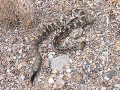 Black-Tailed Rattlesnake  Big-Bend the Basin.JPG
