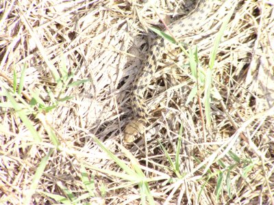 Checkered gartersnake.jpg