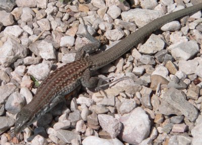 Chihuahuan Spotted Whiptail Smith Springs Guadalupe Mts.JPG