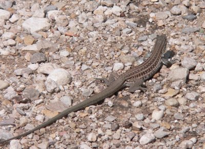 Chihuahuan Spotted Whiptail Smith Springs Guadalupe Mts 2.JPG