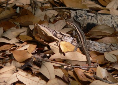 Copy of Rose-Bellied Lizard male Cath Rock pk.JPG