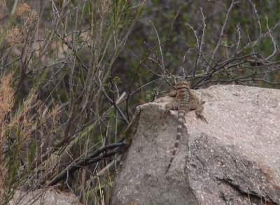 Crevice Spiny Lizard  Big-Bend the Basin.JPG