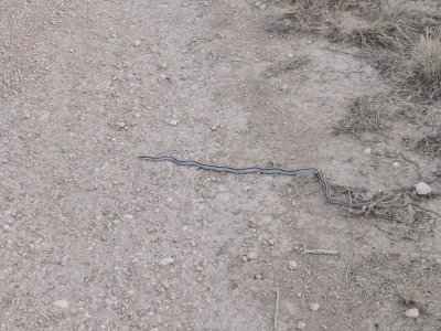 Mountain Patch-nosed Snake  Seminole Canyon.JPG