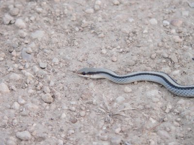 Mountain Patch-nosed Snake  Seminole Canyon 3.JPG