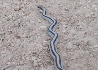 Mountain Patch-nosed Snake  Seminole Canyon 4.JPG