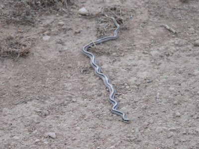 Mountain Patch-nosed Snake  Seminole Canyon 5.JPG