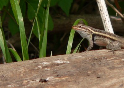 Rose-Bellied Lizard male Medina River pk.JPG