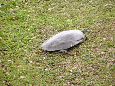 Spiny Softshell Turtle.JPG