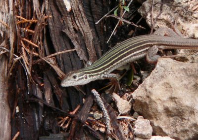 Spotted Whiptail  Crown Ridge park.JPG