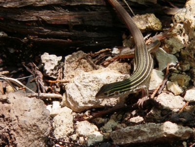 Spotted Whiptail  Crown Ridge park 3.JPG