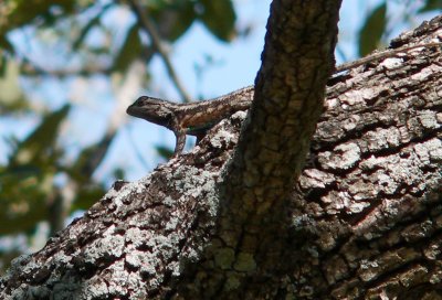 Texas Spiny Lizard male natural camoflage.JPG