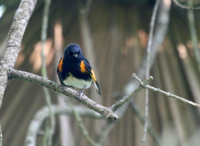 American Redstart Blucher Park img_8725.jpg