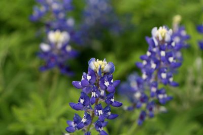 Blue-Bonnets img_8612.jpg