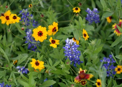 Coreopsis and Blue-Bonnets img_8648.jpg