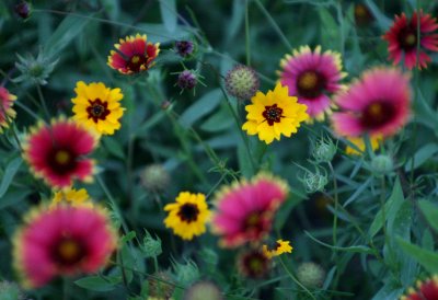 Coreopsis and. img_8677.jpg