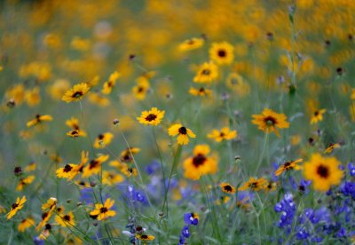 Coreopsis and. img_8680.jpg