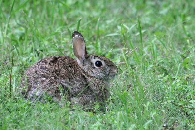 Easter Cottontail img_8689.jpg