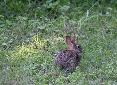 Easter Cottontail w sunbeam mybkyd img_8443.jpg