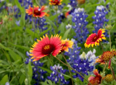 Indian Blanket and Blue-bonnets img_8624.jpg