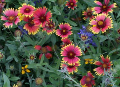 Indian Blanket and Blue-bonnets img_8629.jpg
