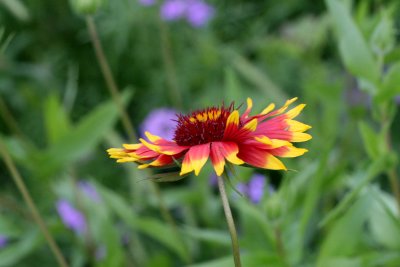 Indian Blanket img_8577.jpg