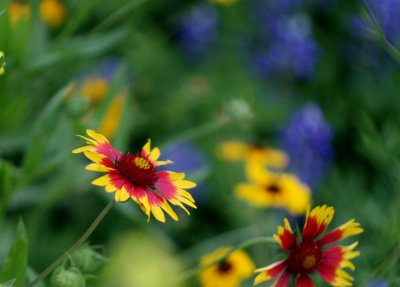 Indian Blanket img_8652.jpg